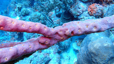 Row pore rope sponge Sep 11, 2017. Seen in the dive site Andrea I in Bonaire. Aplysina cauliformis,Caribbean Netherlands,Geotagged,Row pore rope sponge,Summer