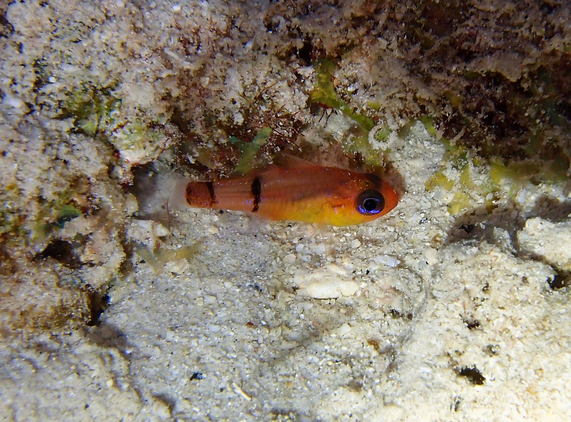 Belted Cardinalfish Sep 13, seen during a night dive in Bari Reef. Can reach 8,5 cm.<br />
Inhabits coral and rocky areas, often near drop-offs. Solitary or in groups in caves or holes. Often seen hovering in the spines of long-spined urchin.  Apogon townsendi,Belted cardinalfish,Caribbean Netherlands,Geotagged,Summer