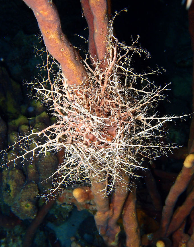 Giant Basket Star Seen on a night dive on Bari Reef, Sep 13, 2017.<br />
During the day, as I will show in the next spotting, they look like a birds nest as their arms are all bundled up wherever they are resting, be it a coral, sponge etc. But at night they are active and display their curly arms, looking as tree branches. Astrophyton,Astrophyton muricatum,Caribbean Netherlands,Geotagged,Summer