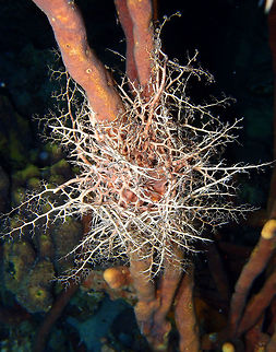 Giant Basket Star Seen on a night dive on Bari Reef, Sep 13, 2017.
During the day, as I will show in the next spotting, they look like a birds nest as their arms are all bundled up wherever they are resting, be it a coral, sponge etc. But at night they are active and display their curly arms, looking as tree branches. Astrophyton,Astrophyton muricatum,Caribbean Netherlands,Geotagged,Summer