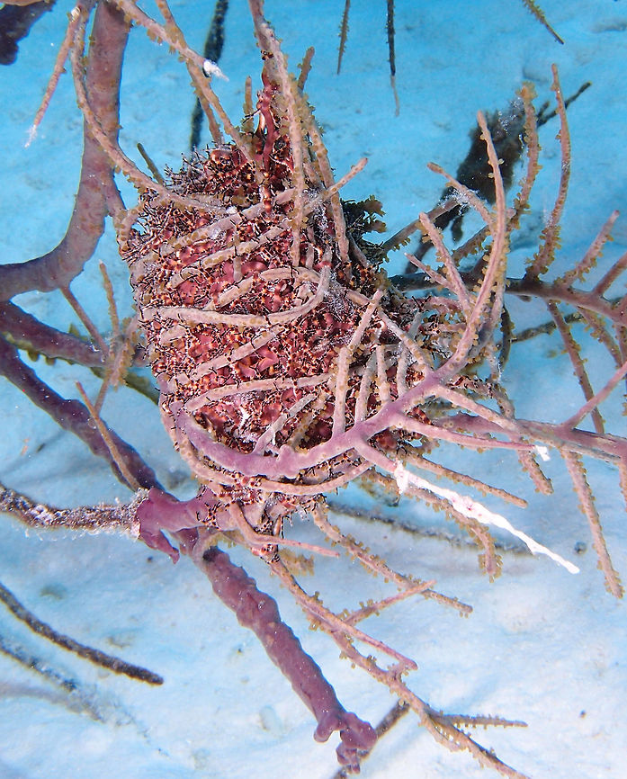 Giant Basket Star Sep 12, 2017. Seen in the dive site Angel City. Yes, they want no business with nobody during the day these stars, so they curl up in a ball shape and spend their day as such. Astrophyton,Astrophyton muricatum,Caribbean Netherlands,Geotagged,Summer