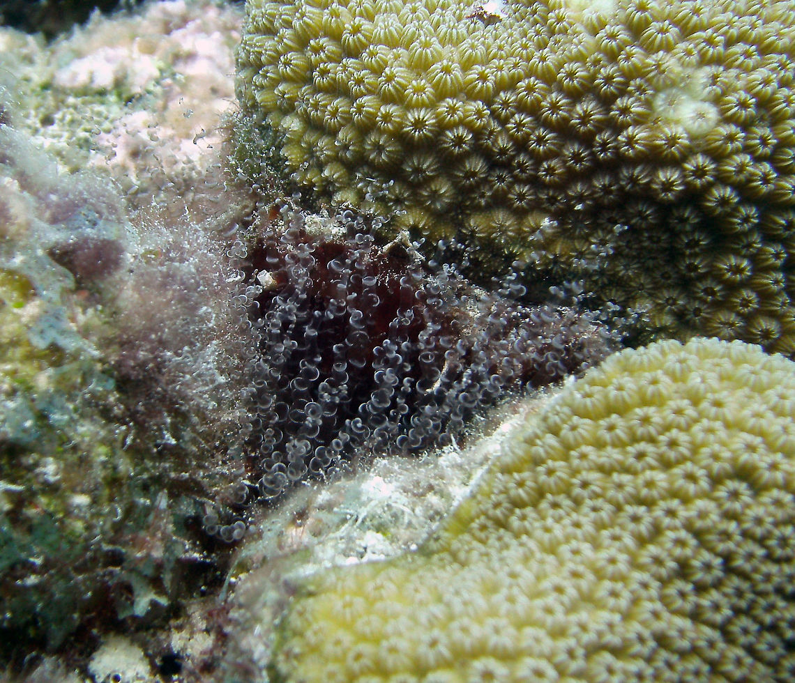 Corkscrew Anemone Sep 12, 2017. Seen in the dive site Alice in Wonderland, Bonaire.<br />
This anemone possesses an abundance of dense tentacles that may grow as long as 12.5 cm. Its 200 tentacles are long, delicate and covered with a continuous spiral band of white nematocysts. The mouth is located in the center of this large mass of tentacles. Colors of the B. annulata range from an almost transparent pale brown to a dark brown. Color is produced by zooxanthellae in the tissues of the anemone. <br />
<a href="http://animaldiversity.org/accounts/Bartholomea_annulata/" rel="nofollow">http://animaldiversity.org/accounts/Bartholomea_annulata/</a> Bartholomea annulata,Caribbean Netherlands,Geotagged,Summer