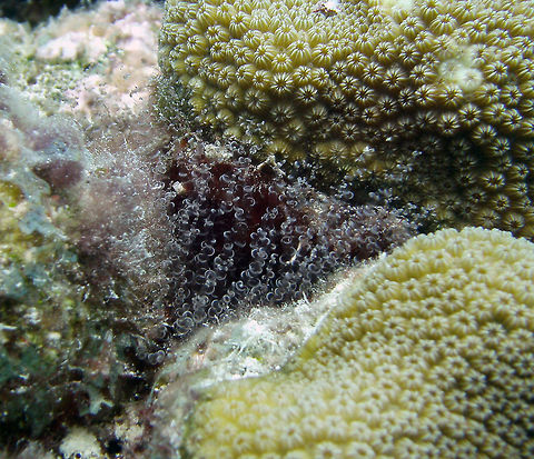 Corkscrew Anemone Sep 12, 2017. Seen in the dive site Alice in Wonderland, Bonaire.
This anemone possesses an abundance of dense tentacles that may grow as long as 12.5 cm. Its 200 tentacles are long, delicate and covered with a continuous spiral band of white nematocysts. The mouth is located in the center of this large mass of tentacles. Colors of the B. annulata range from an almost transparent pale brown to a dark brown. Color is produced by zooxanthellae in the tissues of the anemone. 
http://animaldiversity.org/accounts/Bartholomea_annulata/ Bartholomea annulata,Caribbean Netherlands,Geotagged,Summer
