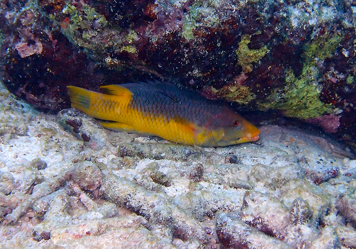 Spanish Hogfish Sep 14, Buddy's Pier. This one was under a crevice because he was being cleaned by a tiny goby that you may see on top of the fish. These fishes were all over the different dive sites and have a beautiful yellow-purple color. They can reach 50 cm in size. Bodianus rufus,Caribbean Netherlands,Geotagged,Spanish hogfish,Summer
