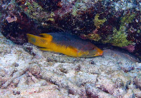 Spanish Hogfish Sep 14, Buddy's Pier. This one was under a crevice because he was being cleaned by a tiny goby that you may see on top of the fish. These fishes were all over the different dive sites and have a beautiful yellow-purple color. They can reach 50 cm in size. Bodianus rufus,Caribbean Netherlands,Geotagged,Spanish hogfish,Summer