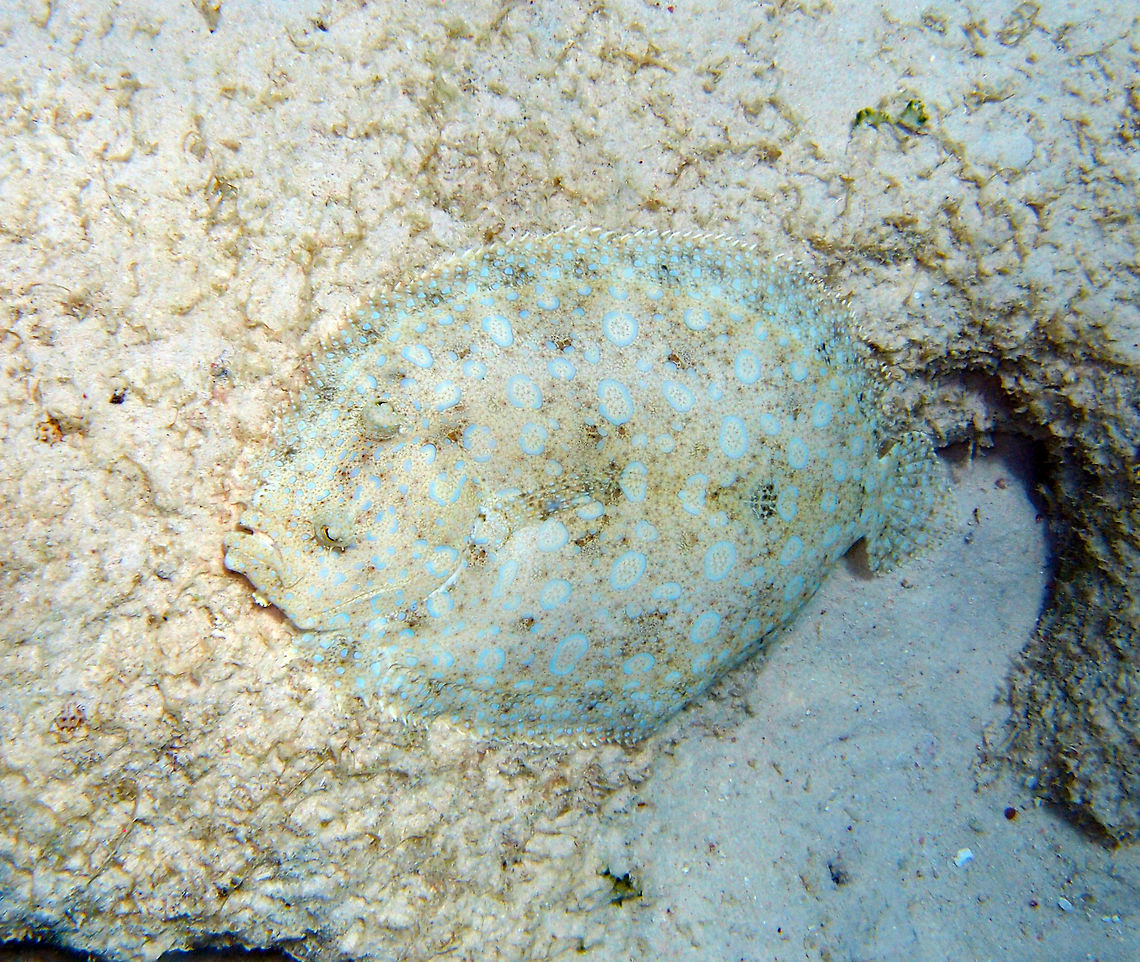 Peacock Flounder/Plate Fish Sep 11, 2017 in Andrea I dive site. Precious flounder with the typical blue rings. They are masters of camouflage but they need their eyesight for this, as they change color according to what they see in their surroundings. Bothus lunatus,Caribbean Netherlands,Geotagged,Plate fish,Summer