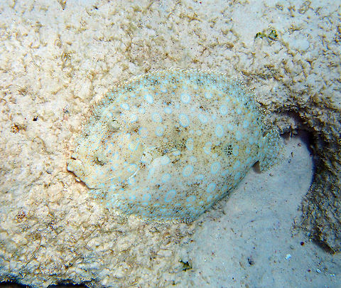 Peacock Flounder/Plate Fish Sep 11, 2017 in Andrea I dive site. Precious flounder with the typical blue rings. They are masters of camouflage but they need their eyesight for this, as they change color according to what they see in their surroundings. Bothus lunatus,Caribbean Netherlands,Geotagged,Plate fish,Summer