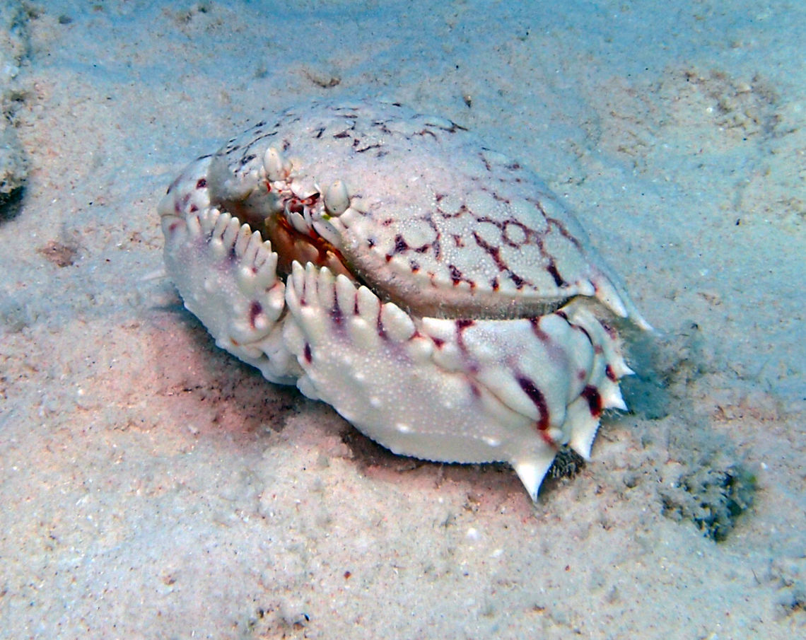 Flame Box Crab Sep 14, between dive sites La Machaca and Reef Scientifico. Calappa is a genus of crabs known commonly as box crabs or shame-faced crabs. The name box crab comes from their distinctly bulky carapace, and the name shame-faced is from anthropomorphising the way the crab's chelae (claws) fold up and cover its face, as if it were hiding its face in shame. Calappa flammea,Caribbean Netherlands,Flame Box Crab,Geotagged,Summer