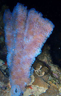 Azure Vase Sponge Sep 13, night dive in Bari Reef. Pink to purple and fluoresces light blue. Quite abundant in all different dive sites of Bonaire.
Vase-shaped or tube form with the outer surface displaying grooves and/or rounded pits. Terminal vent somewhat constricted, with a transparent, thin collar. Vases mostly solitary, but occasionally there are small side-tubes. Inner walls smooth, somewhat ridged lengthwise, with scattered oscules, 1-5 mm in diameter. Vases up to 27 cm in height, 13.5 cm in diameter. 
http://species-identification.org/species.php?species_group=caribbean_diving_guide&id=442 Azure vase sponge,Callyspongia plicifera,Caribbean Netherlands,Geotagged,Summer