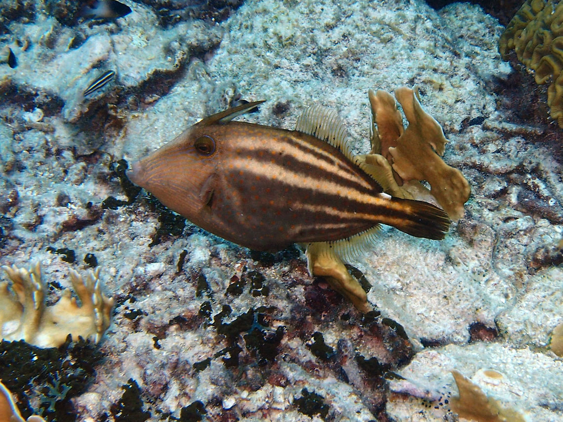 Orangespotted filefish Sep 13, 2017. Seen in the dive site Oil Slick Leap.<br />
It displays its dorsal spine when it feels threatened.<br />
Body with wide, dark brown bands and narrow, dull yellow stripes that converge near the tail base. On the upper base of the tail there is a white spot, with usually a second smaller spot underneath. On the body are further small scattered orange spots, many of which have brown centers, and whitish spots of the same size. On the head are dull yellow lines that run towards the snout, those near the eyes alternating with bluish lines. First dorsal spine originating above the center or front part of the eye and followed by a deep groove into which the spine can fold; the spine cannot be locked.<br />
Size up to 20 cm.<br />
Habitat:<br />
Found in shallow water and around coral and rocky reefs, down to 50 m. Usually remains near the bottom, hiding among gorgonians and branching corals. Feeds on bottom growth, primarily sponges and algae. The young are pelagic and form a highly important food item in the diet of larger predaceous fishes.<br />
<a href="http://species-identification.org/species.php?species_group=caribbean_diving_guide&id=180" rel="nofollow">http://species-identification.org/species.php?species_group=caribbean_diving_guide&id=180</a> Cantherhines pullus,Caribbean Netherlands,Geotagged,Summer