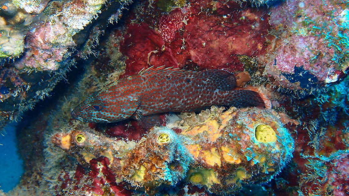Graysby grouper Sep 14, 2017 in the wreck La Machaca.<br />
Its typical size is 15 to 25 cm (6 to 10 in) in length, with a maximum size of 42 cm (16.5 in).<br />
It has red spots and 3 dark spots next to the dorsal fin, on each side. Caribbean Netherlands,Cephalopholis cruentata,Geotagged,Summer