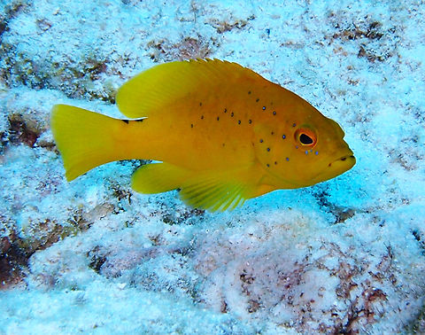 Coney Grouper (Yellow variant) Sep 15, 2017 in Tori's Reef dive site. This amazing grouper changes colors multiple times until reaching maturity. This is an example of the golden variant juvenile. Caribbean Netherlands,Cephalopholis fulva,Coney,Geotagged,Summer