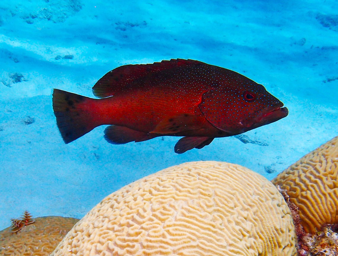 Coney Grouper (adult terminal phase) Sep 14, 2017. Seen in the dive site Reef Scientifico.<br />
The adult has a dark red color with characteristic blue spots. Caribbean Netherlands,Cephalopholis fulva,Coney,Geotagged,Summer