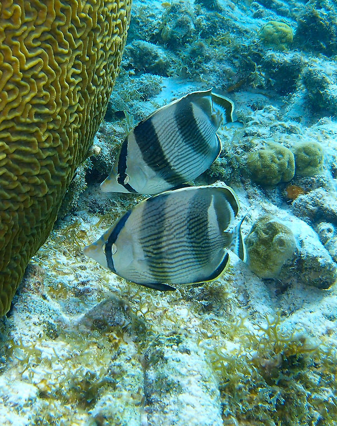 Banded Butterflyfish Sep 13, 2017. Seen in the dive site Weber&#039;sJoy/Witches Hut.<br />
They are often seen in couple, as they are monogamous and pair for life. Banded butterflyfish,Caribbean Netherlands,Chaetodon striatus,Geotagged,Summer