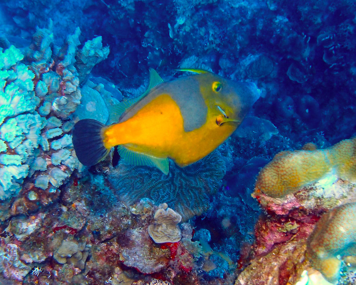 Whitespotted filefish ♂️ Sep 15, 2017. Seen in dive site Sharon'sSerenity in Klein Bonaire. <br />
Males are readily distinguished from females of about same size by the larger spines on caudal peduncle and by orange color of patch of setae anterior to the peduncular spines on males. Cantherhines macrocerus,Caribbean Netherlands,Geotagged,Summer,Whitespotted Filefish