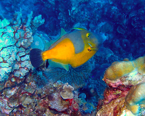 Whitespotted filefish ♂️ Sep 15, 2017. Seen in dive site Sharon'sSerenity in Klein Bonaire. 
Males are readily distinguished from females of about same size by the larger spines on caudal peduncle and by orange color of patch of setae anterior to the peduncular spines on males. Cantherhines macrocerus,Caribbean Netherlands,Geotagged,Summer,Whitespotted Filefish