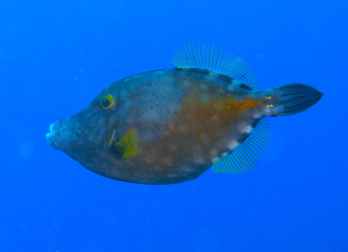 Whitespotted filefish ♀️ Sep 15, 2017. Sharon's Serenity, Klein Bonaire.<br />
This is the female. She was in a pair but could not get both in the same picture. Cantherhines macrocerus,Caribbean Netherlands,Geotagged,Summer,Whitespotted Filefish