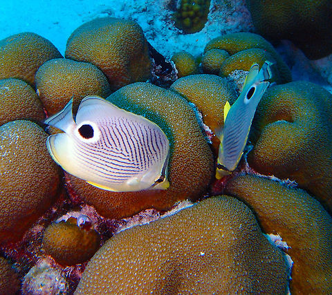 Four-eyed Butterflyfish Sep 10, Buddy's Reef, Bonaire.
They owe their name to the large black spot surrounded by a white ring on body below rear of dorsal fin. It seems to mimic a second eye which distracts predators as of where the real eyes are. 
Also monogamous and mostly seen in pairs. Caribbean Netherlands,Chaetodon (Chaetodon) capistratus,Chaetodon capistratus,Four-eyed Butterflyfish,Geotagged,Summer