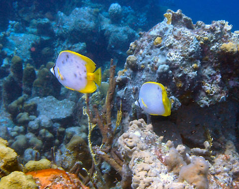 Spotfin butterflyfish Sep 11, 2017. 
Seen in the dive site 1000 Steps. Bonaire. 
Body is white with a black bar running across the head through the eye. The dorsal, caudal and anal fins are either yellow or transparent. A narrow yellow bar runs from gill opening to pectoral base.  Caribbean Netherlands,Chaetodon ocellatus,Geotagged,Spotfin butterflyfish,Summer