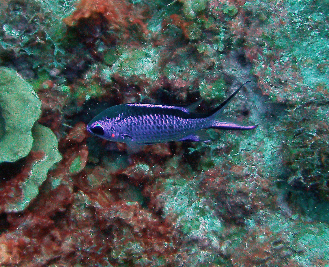 Blue Reef Chromis Sep 13, 2017. Seen in Oil Slick Leap, Bonaire. <br />
Body purple or bright blue, paler below, with black stripe. Black margin on spinous dorsal fin, upper and lower lobes of caudal fin and front of anal fin; no black spot at pectoral base. Adults are common above deep outer reefs and feeds in aggregations of the small zooplankton, primarily copepods .<br />
<a href="http://www.fishbase.org/summary/Chromis-cyanea.html" rel="nofollow">http://www.fishbase.org/summary/Chromis-cyanea.html</a> Blue chromis,Caribbean Netherlands,Chromis cyanea,Geotagged,Summer