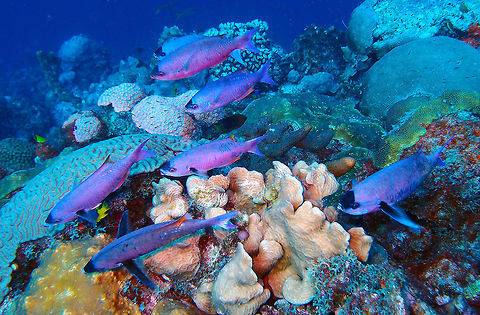 Creole Wrasse Sep 13, 2017. Seen in Weber'sJoy/Witches Hut dive site, Bonaire. 
To 30 cm long. Moderately elongate, compressed fish with equally curved upper and lower profiles. Color primarily violet or purple; large individuals with a wash of yellow on lower two-thirds of body; prolonged portions of dorsal and anal fins and tips of pelvic fins blackish. Caudal fin emarginate in young, lunate in adults. 
http://www.fishbase.org/summary/3656 Caribbean Netherlands,Clepticus parrae,Creole Wrasse,Geotagged,Summer