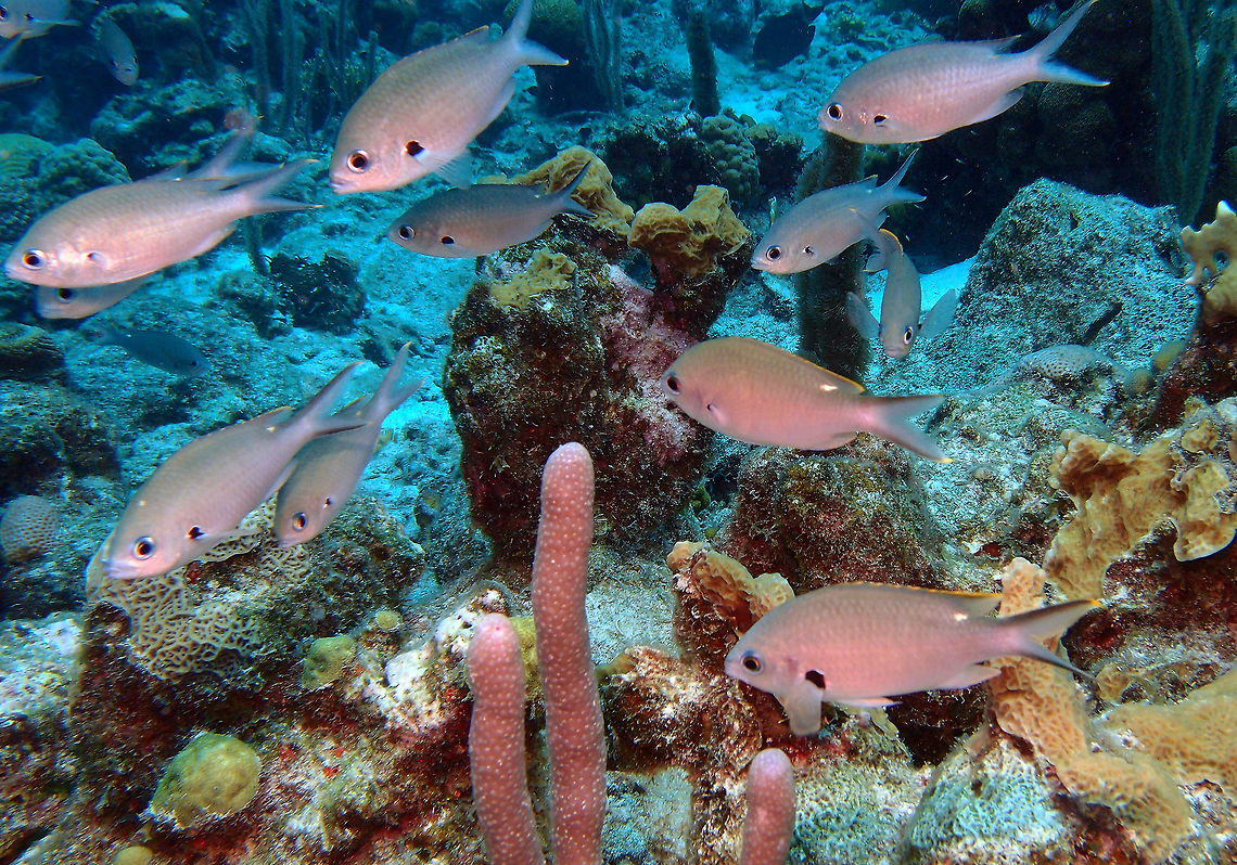 Brown Chromis Sep 13, 2017. Oil Slick Leap dive site in Bonaire.<br />
Seen in schools all over the dive sites in Bonaire. <br />
Description:<br />
Body laterally flattened, oval in profile, with a slender, deeply forked tail. Body varies from brownish gray to olive-brown in color. Border of dorsal fin and tips of the tail fin yellow. A prominent black spot at the pectoral-fin base, and a white spot just behind the dorsal fin. Individuals in the southern Caribbean, often have black borders on the tail fin.<br />
Size up to 20 cm.<br />
Habitat:<br />
Occurs above steep slopes and patch reefs, between 2 and 40 m. A diurnal species, forming moderate-sized feeding-schools (C. multilineata). Feed on zooplankton, mainly copepods.<br />
Distribution:<br />
Common Florida, Bahamas and Caribbean.<br />
<a href="http://species-identification.org/species.php?species_group=caribbean_diving_guide&amp;id=227" rel="nofollow">http://species-identification.org/species.php?species_group=caribbean_diving_guide&amp;id=227</a> Caribbean Netherlands,Chromis multilineata,Geotagged,Summer
