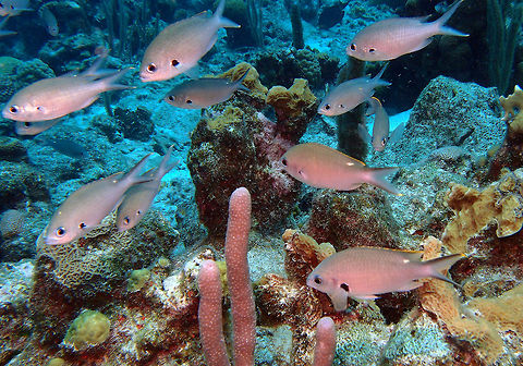 Brown Chromis Sep 13, 2017. Oil Slick Leap dive site in Bonaire.
Seen in schools all over the dive sites in Bonaire. 
Description:
Body laterally flattened, oval in profile, with a slender, deeply forked tail. Body varies from brownish gray to olive-brown in color. Border of dorsal fin and tips of the tail fin yellow. A prominent black spot at the pectoral-fin base, and a white spot just behind the dorsal fin. Individuals in the southern Caribbean, often have black borders on the tail fin.
Size up to 20 cm.
Habitat:
Occurs above steep slopes and patch reefs, between 2 and 40 m. A diurnal species, forming moderate-sized feeding-schools (C. multilineata). Feed on zooplankton, mainly copepods.
Distribution:
Common Florida, Bahamas and Caribbean.
http://species-identification.org/species.php?species_group=caribbean_diving_guide&id=227 Caribbean Netherlands,Chromis multilineata,Geotagged,Summer