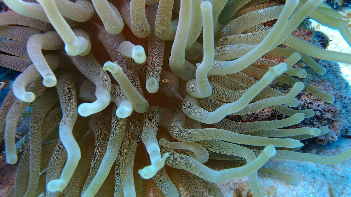 Giant Caribbean Sea Anemone Sep 15, 2017. Seen in Tori&#039;s Reef.<br />
I have seen them in most of the other dive sites but more often in the South East dive sites. They always have hosts. I have seen in them arrow crabs, Pederson&#039;s shrimps like in here, squat anemone shrimps, little fishes etc. Caribbean Netherlands,Condylactis gigantea,Geotagged,Giant Caribbean sea anemone,Summer