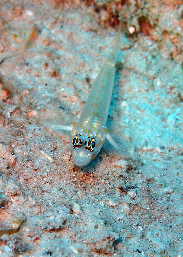 Bridled Goby Sep 10, Buddy's Reef in Bonaire. I have seen them also in the sandy bottoms of other dives sites in the island as well> Almost transparent, individuals from white sand bottom and clear water are pale with two rows of faint yellow spots on side of body; a horizontal orange streak extending posteriorly from middle of eye to above pectoral fin; a row of dusky spots at base of dorsal fins. <br />
<a href="http://www.fishbase.org/summary/3844" rel="nofollow">http://www.fishbase.org/summary/3844</a> Bridled goby,Caribbean Netherlands,Coryphopterus glaucofraenum,Geotagged,Summer