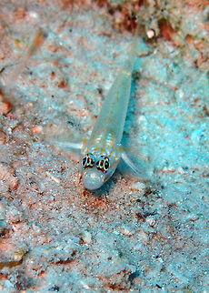 Bridled Goby Sep 10, Buddy's Reef in Bonaire. I have seen them also in the sandy bottoms of other dives sites in the island as well> Almost transparent, individuals from white sand bottom and clear water are pale with two rows of faint yellow spots on side of body; a horizontal orange streak extending posteriorly from middle of eye to above pectoral fin; a row of dusky spots at base of dorsal fins. 
http://www.fishbase.org/summary/3844 Bridled goby,Caribbean Netherlands,Coryphopterus glaucofraenum,Geotagged,Summer