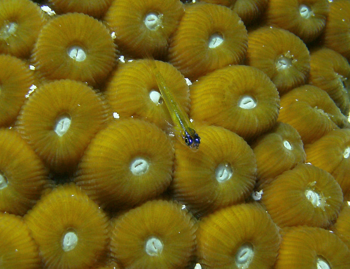 Peppermint Goby Sep 12, 2017. Seen in Alice In Wonderland, Bonaire. But also in other places, always on top of hard corals and one or a few together. Very tiny, 3 cm max. Caribbean Netherlands,Coryphopterus lipernes,Geotagged,Peppermint Goby,Summer