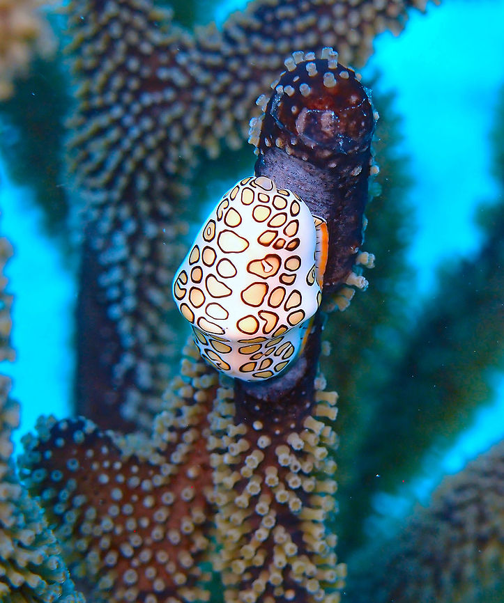 Flamingo Tongue Snail Sep 15, 2017.<br />
Seen in Sharon&#039;s Serenity dive site in Klein Bonaire. Also in other dive sites. <br />
The flamingo feeds by browsing on the living tissues of the soft corals on which it lives. Common prey include Briareum spp., Gorgonia spp., Plexaura spp., and Plexaurella spp. Adult female C. gibbosum attach eggs to coral which they have recently fed upon. After roughly a week and a half, the larvae hatch. They are planktonic and eventually settle onto other gorgonian corals. Juveniles tend to remain on the underside of coral branches while adults are far more visible and mobile. Adults scrape the polyps off the coral with their radula, leaving an easily visible feeding scar on the coral. However, the corals can regrow the polyps, and therefore predation by C. gibbosum is generally not lethal. Caribbean Netherlands,Cyphoma gibbosum,Flamingo tongue snail,Geotagged,Summer