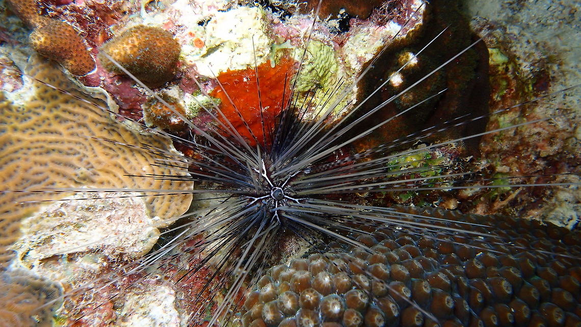 Long-Spined Sea Urchin Sep 14, night dive in Bari Reef, Bonaire.<br />
Diadema antillarum is a regular (round) urchin, and displays the pentamerism of echinoderms. Mature individuals of D. antillarum can reach up to 500 mm in diameter. Diadema antillarum has thin spines that range from 300-400 mm in length and can be up to four times the diameter of the test (skeleton formed inside the body). The spines are thin, hollow, and break easily. The test is rigid and there is a reduced amount of soft tissue in the body wall as compared to other species in the family Diadematidae.<br />
The test and spines of a mature adult are typically black, but lighter colored spines may be intermixed, and in rare cases the urchin will be almost entirely white. The spines of juveniles are always banded with black and white. When the urchin dies, the spines falls off and the test remains.<br />
At the base of the urchin are branched tentacles called tube feet, which help in gathering food, respiration, locomotion, and mucous production.<br />
<a href="http://animaldiversity.org/accounts/Diadema_antillarum/" rel="nofollow">http://animaldiversity.org/accounts/Diadema_antillarum/</a> Caribbean Netherlands,Diadema antillarum,Geotagged,Long-spined Sea Urchin,Summer