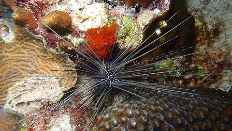 Long-Spined Sea Urchin Sep 14, night dive in Bari Reef, Bonaire.
Diadema antillarum is a regular (round) urchin, and displays the pentamerism of echinoderms. Mature individuals of D. antillarum can reach up to 500 mm in diameter. Diadema antillarum has thin spines that range from 300-400 mm in length and can be up to four times the diameter of the test (skeleton formed inside the body). The spines are thin, hollow, and break easily. The test is rigid and there is a reduced amount of soft tissue in the body wall as compared to other species in the family Diadematidae.
The test and spines of a mature adult are typically black, but lighter colored spines may be intermixed, and in rare cases the urchin will be almost entirely white. The spines of juveniles are always banded with black and white. When the urchin dies, the spines falls off and the test remains.
At the base of the urchin are branched tentacles called tube feet, which help in gathering food, respiration, locomotion, and mucous production.
http://animaldiversity.org/accounts/Diadema_antillarum/ Caribbean Netherlands,Diadema antillarum,Geotagged,Long-spined Sea Urchin,Summer