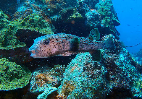 Spot-fin Porcupinefish Sep 13, 2017. Seen in the dive site The Sampler, Klein Bonaire.
In case of danger, the porcupinefish can inflate itself by swallowing water to deter the potential predator with its larger volume and it can raise its spines.
The porcupinefish concentrates a poison, called tetrodotoxin, in certain parts of its body such as the liver, skin, gonads and the viscera. Tetrodotoxin is a powerful neurotoxin. This defensive system constitutes an additional device to dissuade the potential predators Caribbean Netherlands,Diodon hystrix,Geotagged,Spotted porcupinefish,Summer