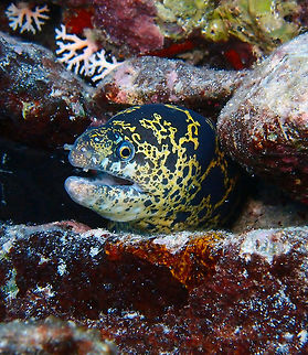 Chain Moray Sep 14, 2017. Right below the Pier in Buddy's dive Resort.
I have seen these eels also in other dive sites in the island so they are relatively common.
It has a nice yellow-stripped pattern. Caribbean Netherlands,Chain moray,Echidna catenata,Geotagged,Summer