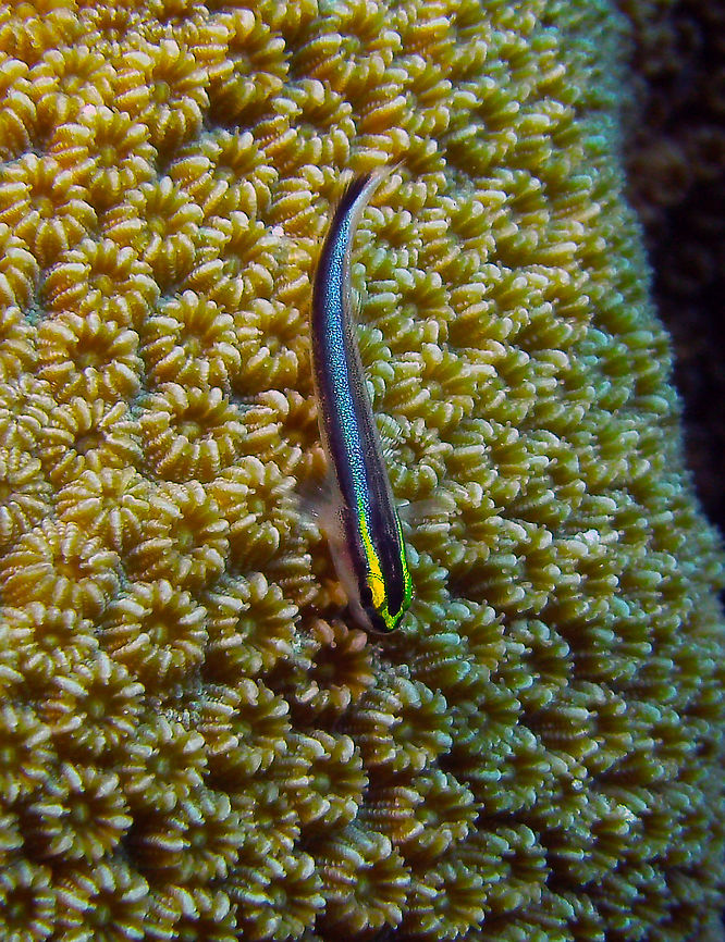 Sharknose goby Sep 11, 2017. Dive site Andrea I, Bonaire.<br />
Elacatinus evelynae is a cleaner goby species that originates from the Western Atlantic Ocean. They will set up cleaning stations to rid larger fish of parasites that in turn serve as food to them. These hard-working gobies have a beautiful yellow line in the head which blends into a neon blue line in the body.   Caribbean Netherlands,Elacatinus evelynae,Geotagged,Summer