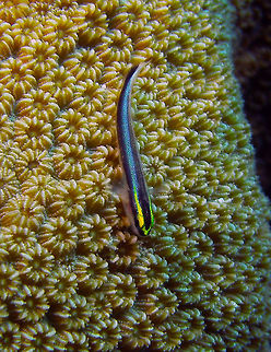 Sharknose goby Sep 11, 2017. Dive site Andrea I, Bonaire.
Elacatinus evelynae is a cleaner goby species that originates from the Western Atlantic Ocean. They will set up cleaning stations to rid larger fish of parasites that in turn serve as food to them. These hard-working gobies have a beautiful yellow line in the head which blends into a neon blue line in the body.   Caribbean Netherlands,Elacatinus evelynae,Geotagged,Summer