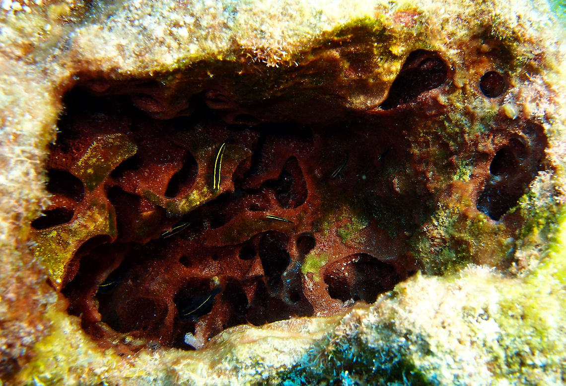 Yellowline goby Sep 15, Tori's Reef, Bonaire.<br />
Narrow pale yellow lines extending from eye to caudal fin base. Black, shading to whitish ventrally. Always lives in association with tube sponges or massive sponges. Difficult to approach.  Caribbean Netherlands,Elacatinus horsti,Geotagged,Summer