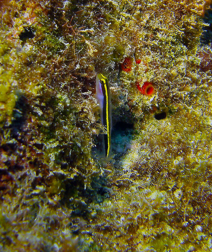 Yellownose Goby Sep 11, 2017. Dive site Oil Slick Leap, Bonaire.<br />
Distinctive yellow line in their nose. Then two yellow lines across the dorsal part of their body. Pink to white ventrally. Eventual fish cleaners. Live on the top of coral reefs surfaces.  Caribbean Netherlands,Elacatinus randalli,Geotagged,Summer,Yellownose Goby