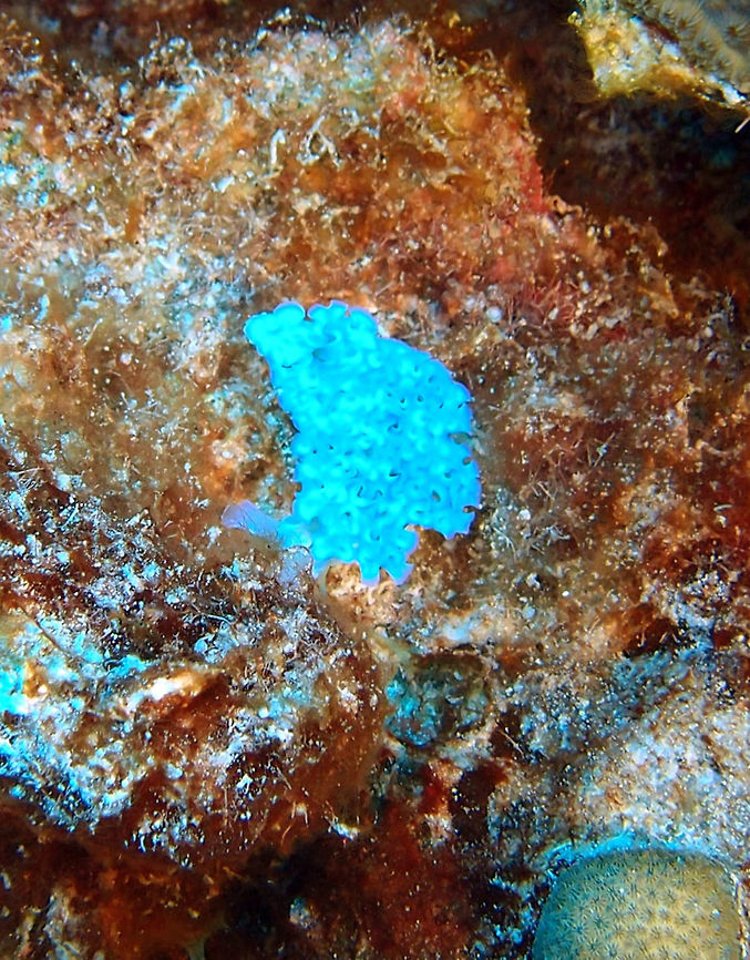 Lettuce Sea Slug Sep14, 2017. Dive site The Sampler, in Klein Bonaire.<br />
Thanks to an overprotective dive guide I was not able to get a better pic of this beauty but you can see the slug is iridescent blue. These beautiful slugs are usually brilliantly coloured and this in itself can act as a deterrent against predators. Some sea slugs secrete acid from stinging cells in their tentacles while others secrete acid from cells in their mantle.<br />
Nudibranchs are slow moving, can swim or be propelled along either by muscular contraction or by millions of tiny hairs on the bottom of a fleshy &#039;foot&#039;, they have a voracious appetite and feed with a rasp like tongue.<br />
Nudibranch lay their eggs in a ribbon effect on the sand, in different colours depending on species. <br />
<a href="http://www.whatsthatfish.com/fish/lettuce-sea-slug/1581" rel="nofollow">http://www.whatsthatfish.com/fish/lettuce-sea-slug/1581</a>  Caribbean Netherlands,Elysia crispata,Geotagged,Lettuce sea slug,Summer