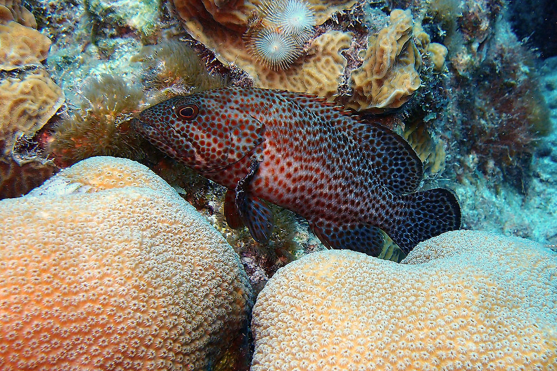Red hind Grouper Sep 10, 2017. Buddy&#039;s reef dive site. <br />
This grouper is very similar to the graysby with red blotches but it does not have the three dark dorsal spots on each side of the dorsal fin.  Caribbean Netherlands,Epinephelus guttatus,Geotagged,Summer