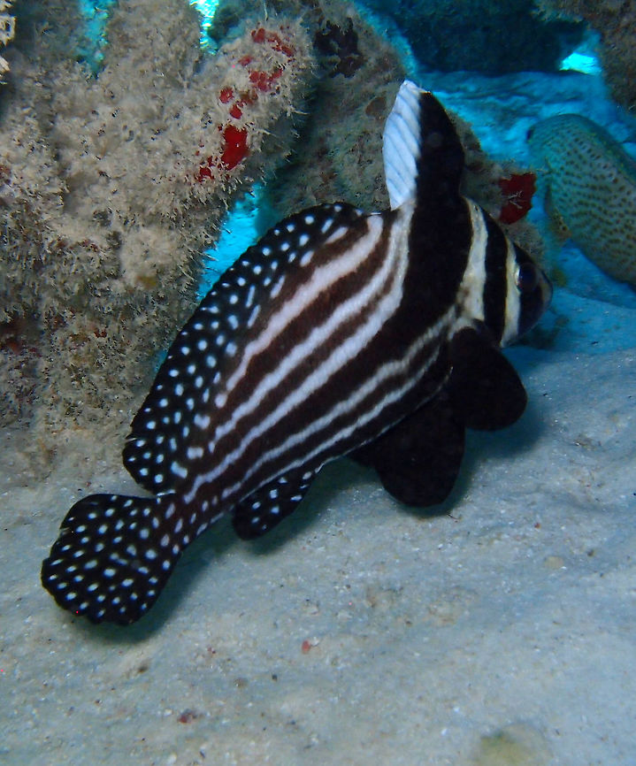 Spotted Drum adult Sep 11, 2017. Dive site 1000 Steps, Bonaire.<br />
These fishes are always shy and hiding under coral crevices. They feed on shrimps, crabs, and polychaete worms.<br />
The adult can be 27 cm in size so they are not really small, only the baby phases. Caribbean Netherlands,Equetus punctatus,Geotagged,Spotted Drum,Summer