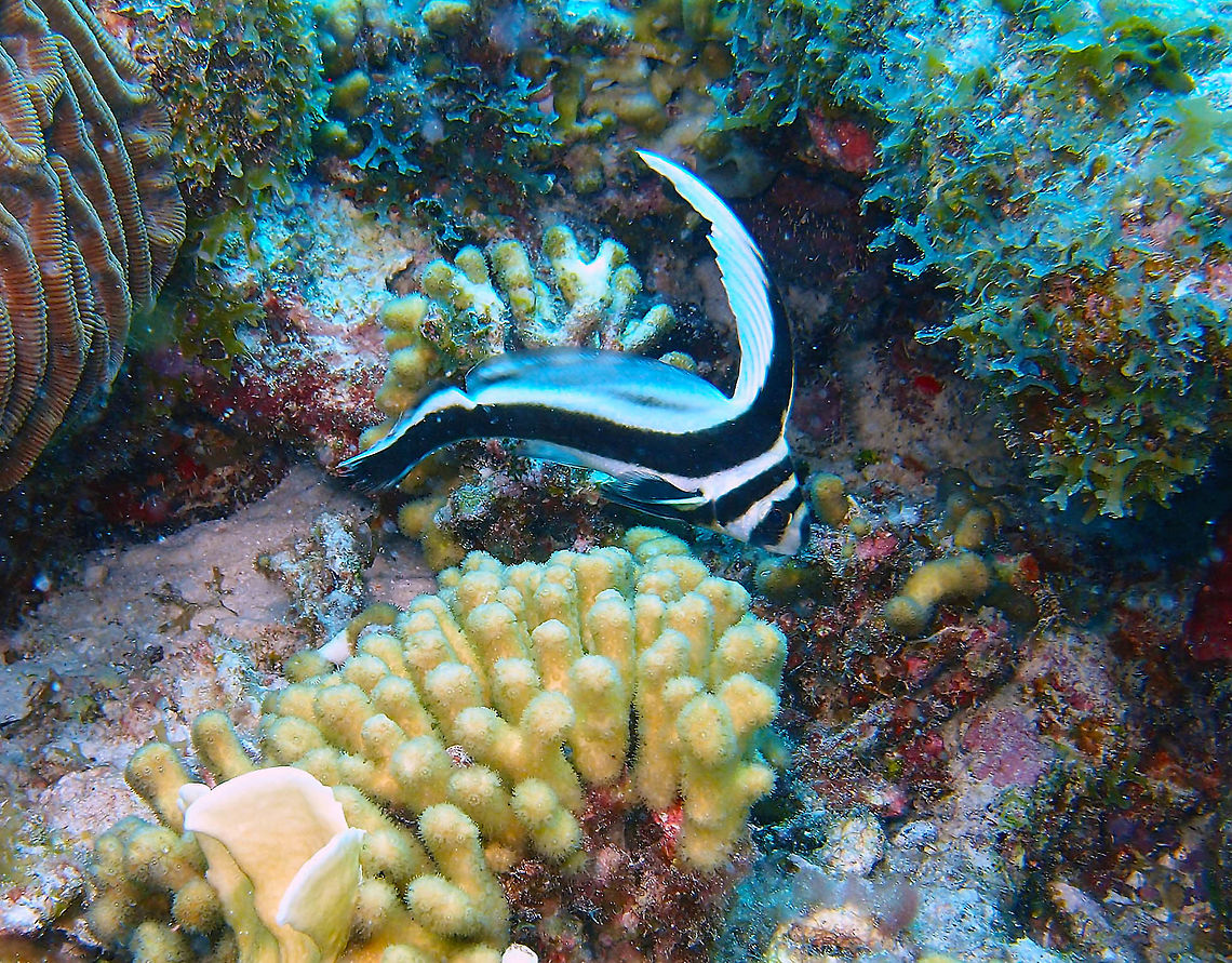 Spotted Drum (juvenile phase) Sep 13, Oil Slick Leap dive site, Bonaire.<br />
This is the same fish, spotted drum, as in the previous spotting but in a more juvenile phase. If you compare with the even younger juvenile of the first Jungledragon spotting for this species, you can see the nice morphological changes through their development. The initially long curved dorsal fin of the juvenile gets progressively shorter and the fish develops white spots in the tail as it matures.<br />
And by the way, it is not a small fish as the description mentions. The babies are small but the adults can reach 27 cm in length. Equetus punctatus,Spotted Drum