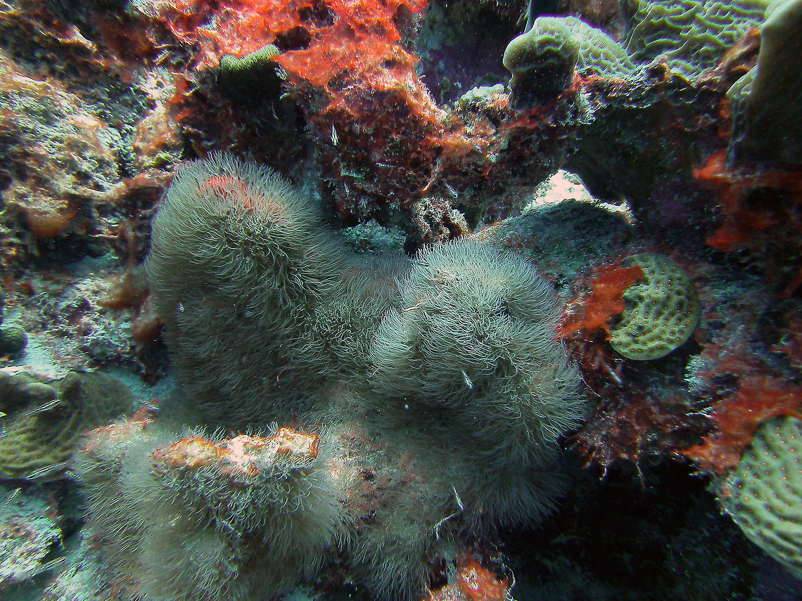 Encrusting Gorgonian Sep 12, 2017. Dive site Alice in Wonderland, Bonaire.<br />
<a href="http://www.sealifebase.org/summary/Erythropodium-caribaeorum.html" rel="nofollow">http://www.sealifebase.org/summary/Erythropodium-caribaeorum.html</a> Caribbean Netherlands,Erythropodium caribaeorum,Geotagged,Summer