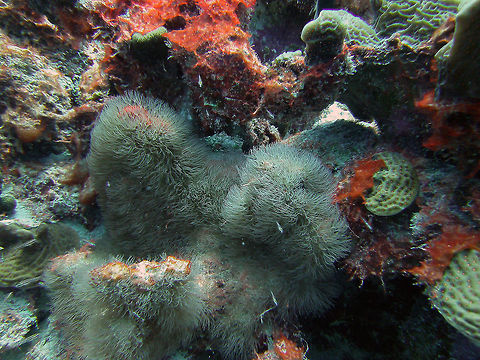 Encrusting gorgonian
