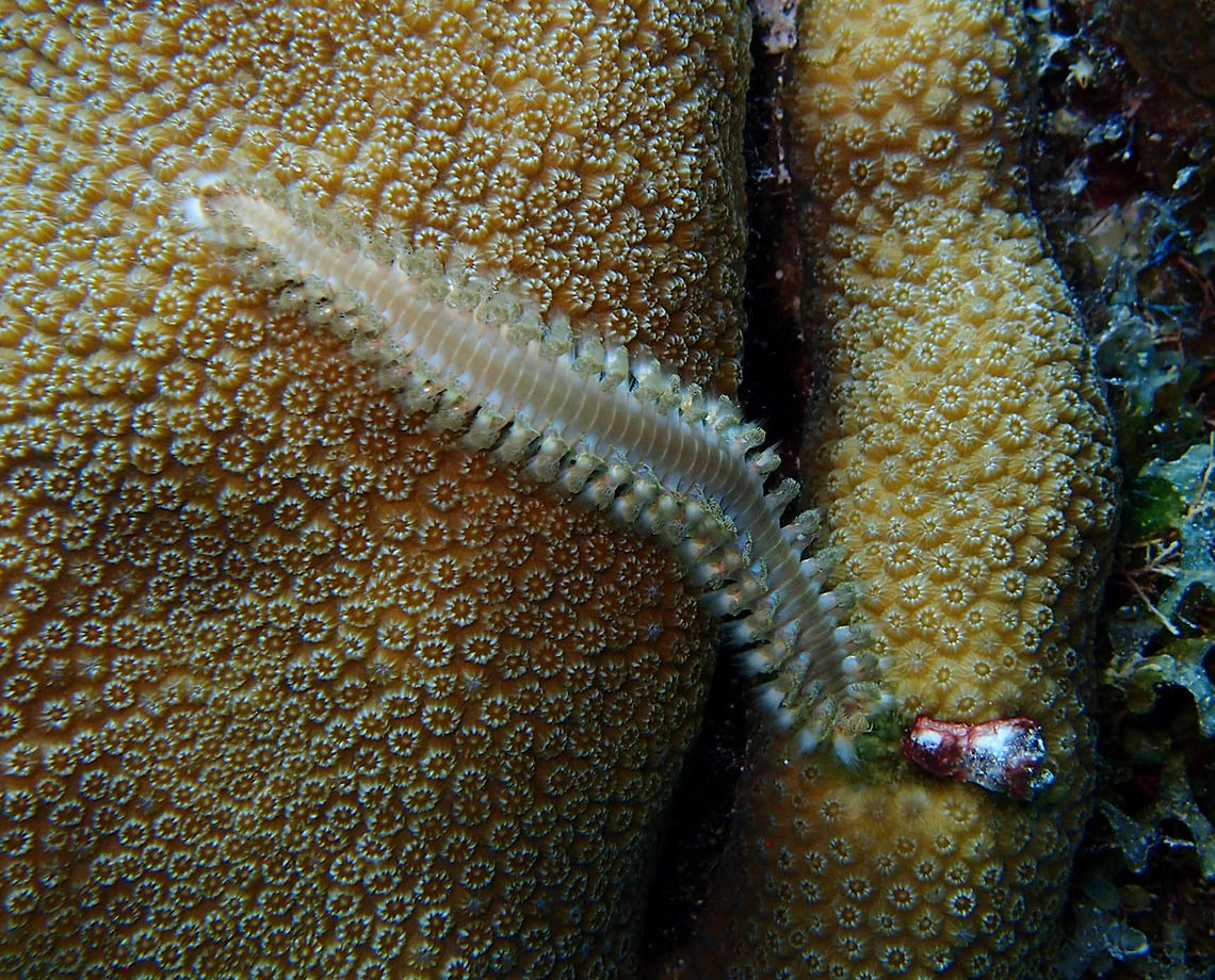 Orange fireworm Sep 14, 2017. The Sampler, Klein Bonaire.<br />
The marine fireworm, Eurythoe complanata, is known as a dangerous animal for humans because it induces skin inflammation through its small setae. Here, the inflammation-inducing substance was successfully isolated from the whole body using a methanolic extraction, and the inflammatory activity was determined using a bioassay. The structure was spectroscopically revealed to be a trimethylammonium with an unsaturated carbon chain and was named complanine. Complanine enhanced PKC activity in combination with TPA in vitro. This may explain the molecular mechanism behind its inflammation-inducing activity.<br />
<a href="http://pubs.rsc.org/en/content/articlelanding/2008/ob/b803107j#!divAbstract" rel="nofollow">http://pubs.rsc.org/en/content/articlelanding/2008/ob/b803107j#!divAbstract</a> Caribbean Netherlands,Eurythoe complanata,Geotagged,Orange fireworm,Summer