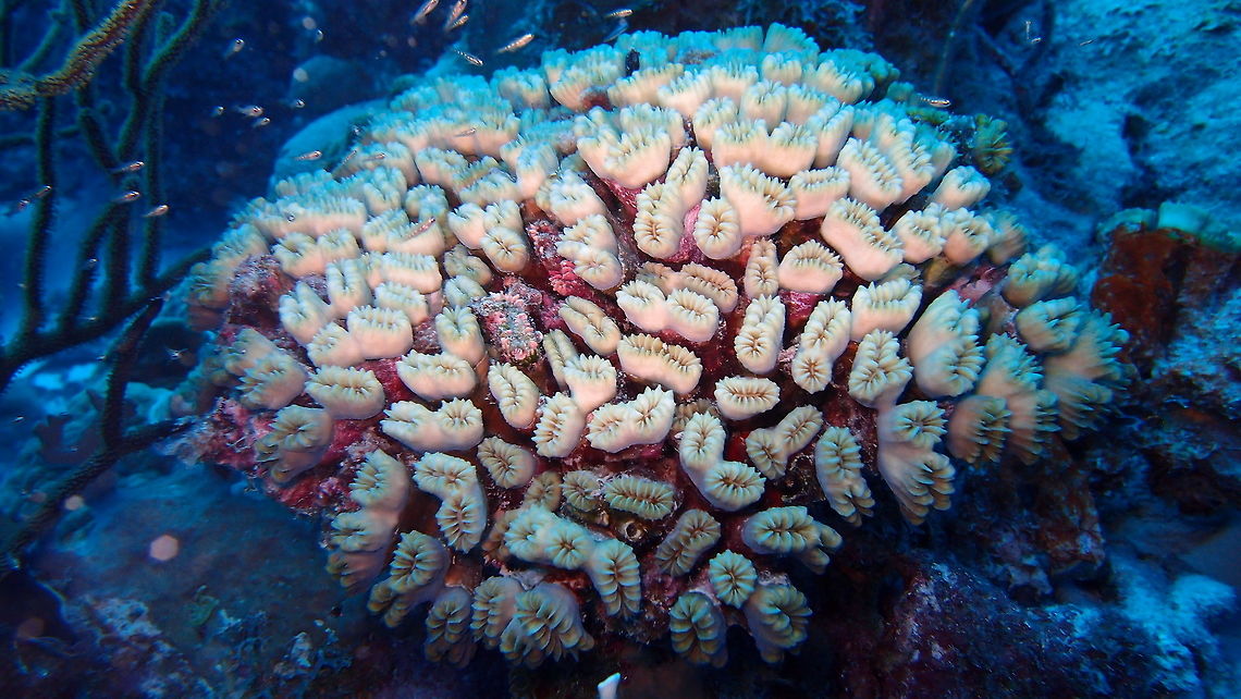 Smooth Flower Coral Sep 11, 2017. Dive site Oil Slick Leap, Bonaire.<br />
Colonies are clumps of tubular corallites, each with one to three centres that are round to oval in shape.<br />
Corallites are widely spaced, and there is no living tissue at the bases between well developed groups.<br />
The primary septa are large and widely spaced, with smooth edges.<br />
Colour is cream with pink or green tints. Tentacles are translucent and are seen during darkness only.<br />
<a href="http://coralpedia.bio.warwick.ac.uk/en/corals/eusmilia_fastigiata" rel="nofollow">http://coralpedia.bio.warwick.ac.uk/en/corals/eusmilia_fastigiata</a> Caribbean Netherlands,Eusmilia fastigiata,Geotagged,Smooth flower coral,Summer