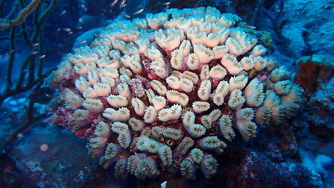 Smooth Flower Coral Sep 11, 2017. Dive site Oil Slick Leap, Bonaire.
Colonies are clumps of tubular corallites, each with one to three centres that are round to oval in shape.
Corallites are widely spaced, and there is no living tissue at the bases between well developed groups.
The primary septa are large and widely spaced, with smooth edges.
Colour is cream with pink or green tints. Tentacles are translucent and are seen during darkness only.
http://coralpedia.bio.warwick.ac.uk/en/corals/eusmilia_fastigiata Caribbean Netherlands,Eusmilia fastigiata,Geotagged,Smooth flower coral,Summer