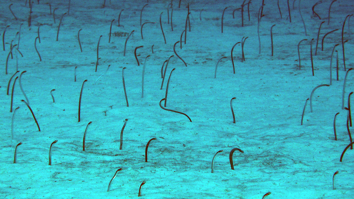 Brown Garden Eel Sep 15, 2017. Dive site Tori&#039;s Reef. These were at a depth of 31 m in a sand flat between two coral reefs and before a larger drop-off. They are very shy and is difficult to approach them before they hide in their hole. Brown garden eel,Caribbean Netherlands,Geotagged,Heteroconger longissimus,Summer